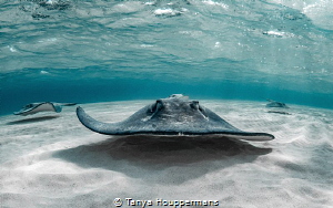 'On The Lowdown' - Southern stingrays glide just over the... by Tanya Houppermans 